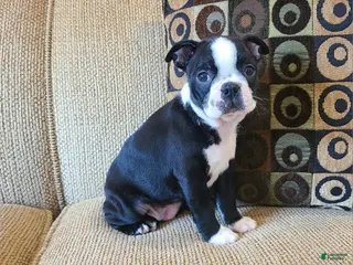 Boston Terrier dogs Holly - Ad 4