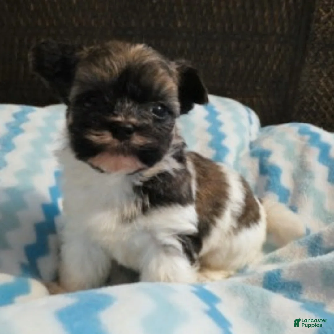 Havanese dogs for sale: Baron-Male - Ad 1
