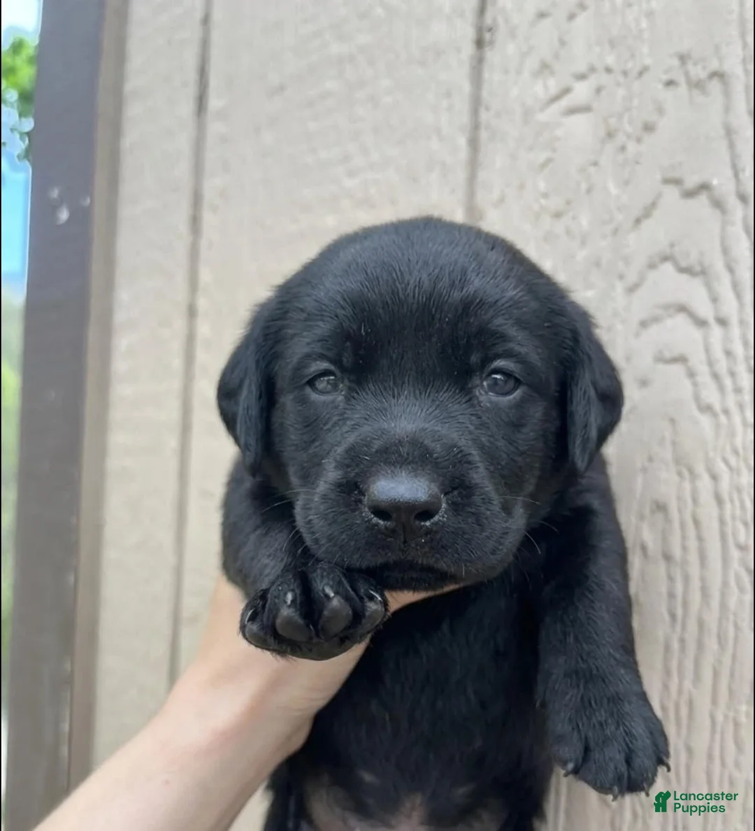 Labrador Retriever dogs for sale: Labrador Retriever Girl - Ad 3