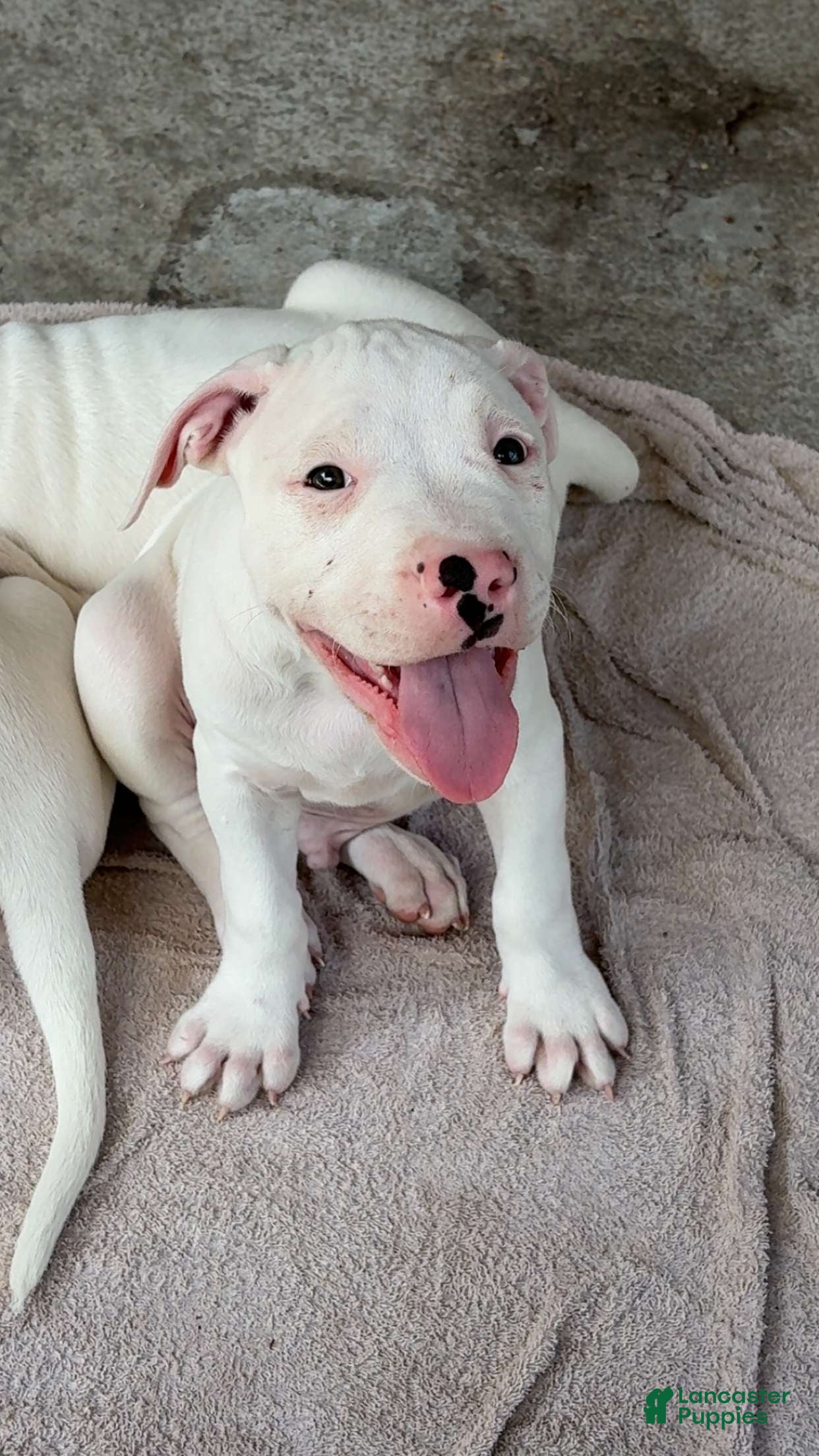 American Pit Bull Terrier dogs American Pit Bull Terrier 2 - Ad 1