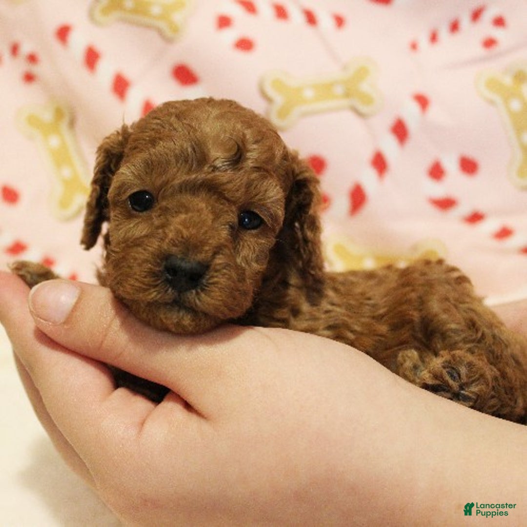 Toy Poodle dogs for sale: Flurry - Ad 3
