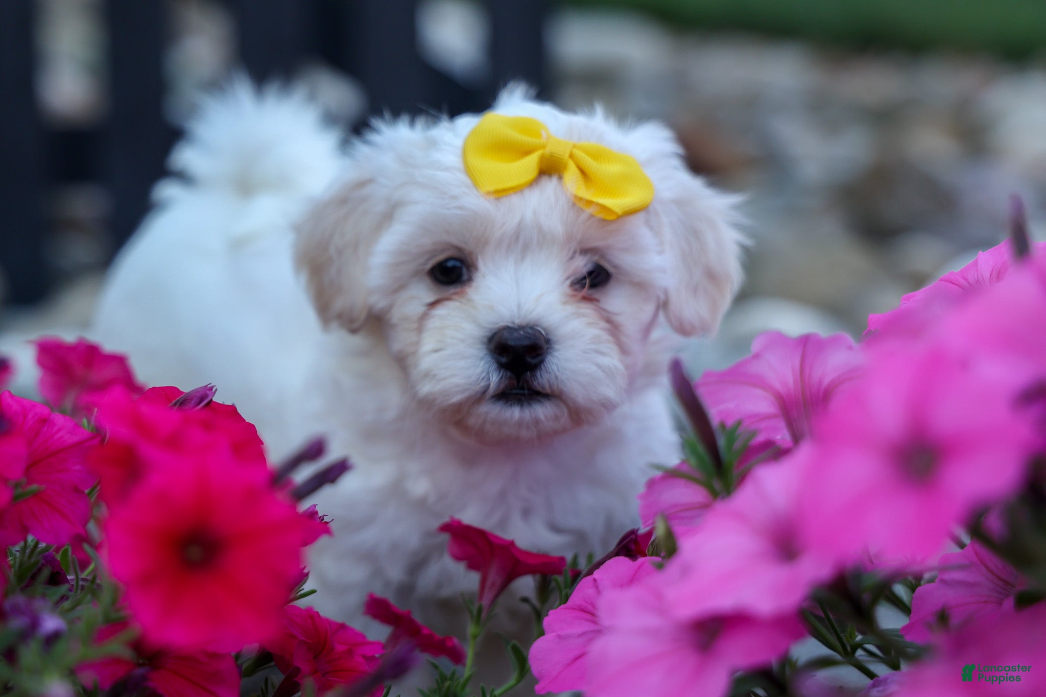 Teddy Bear dogs Bubbles 💖 - Ad 2