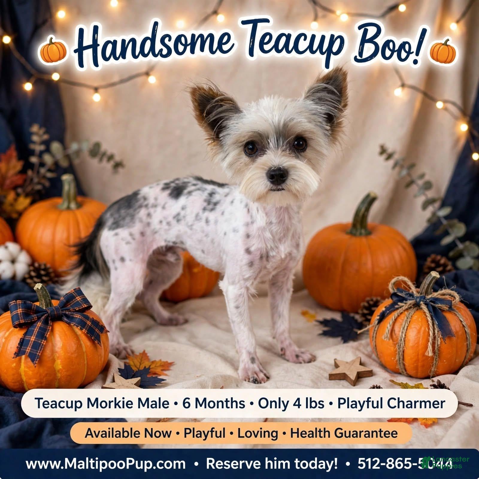 Morkie dogs Jayden - Ad 16