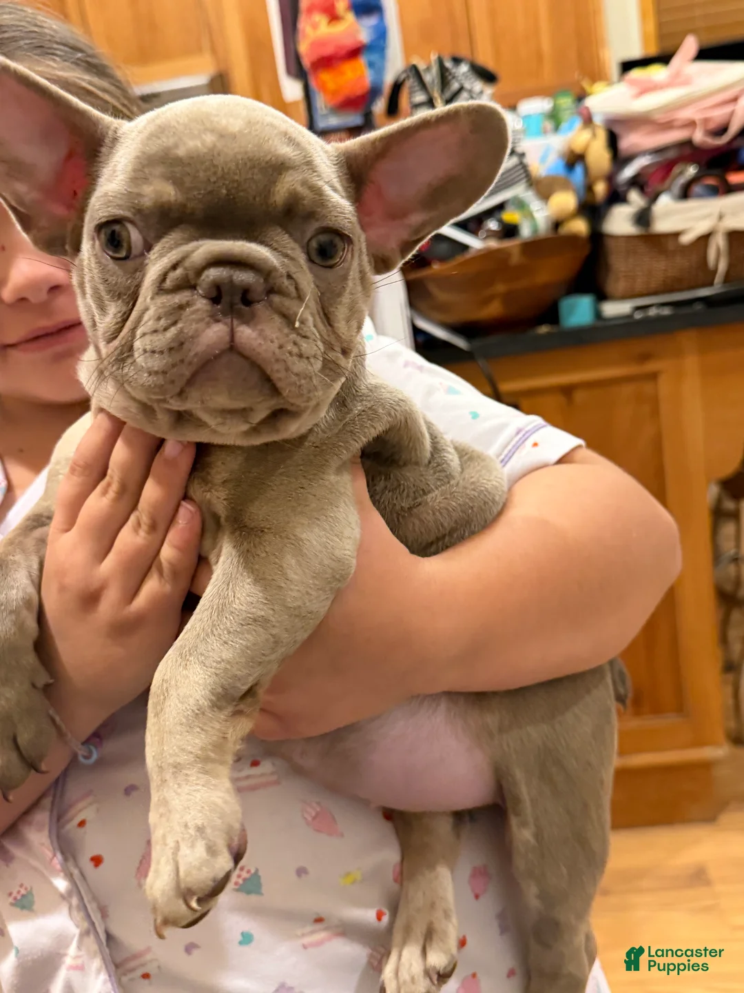 French Bulldog dogs for sale: Princess Dior - Ad 1