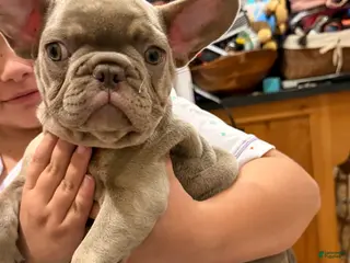 French Bulldog dogs Princess Dior - Ad 1