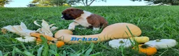 Boxer dogs for sale: Bruzo AKC - Ad 3