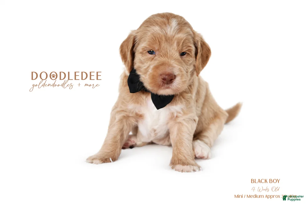 Goldendoodle dogs for sale: English Goldendoodle: Black Boy - Ad 1