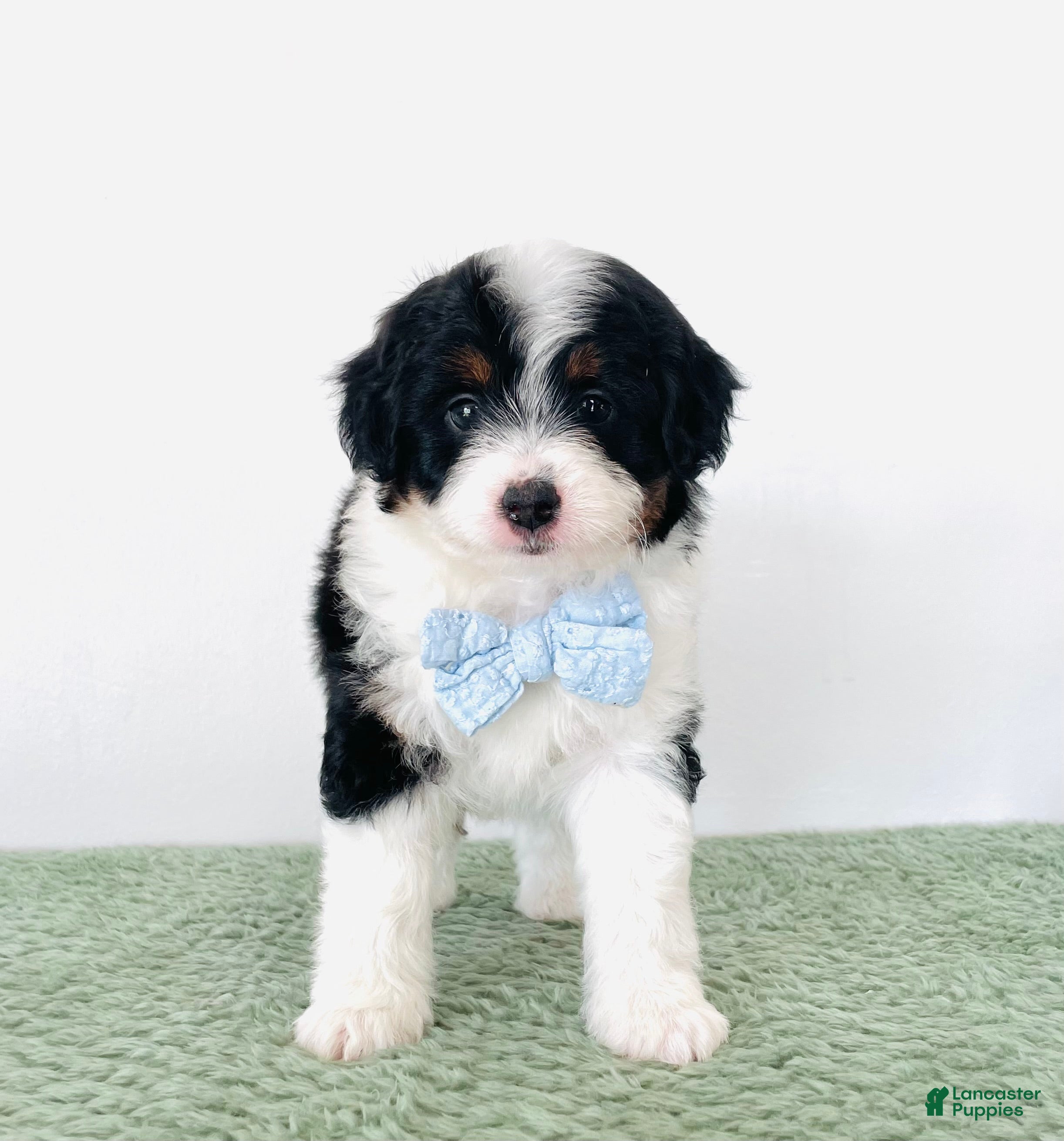 Mini Aussiedoodle dogs Axel - Ad 2