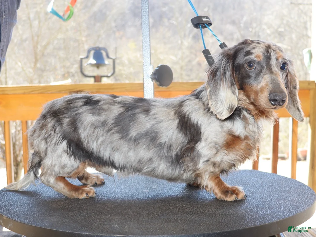 Miniature Dachshund dogs for sale: Flossy’s male - Ad 9