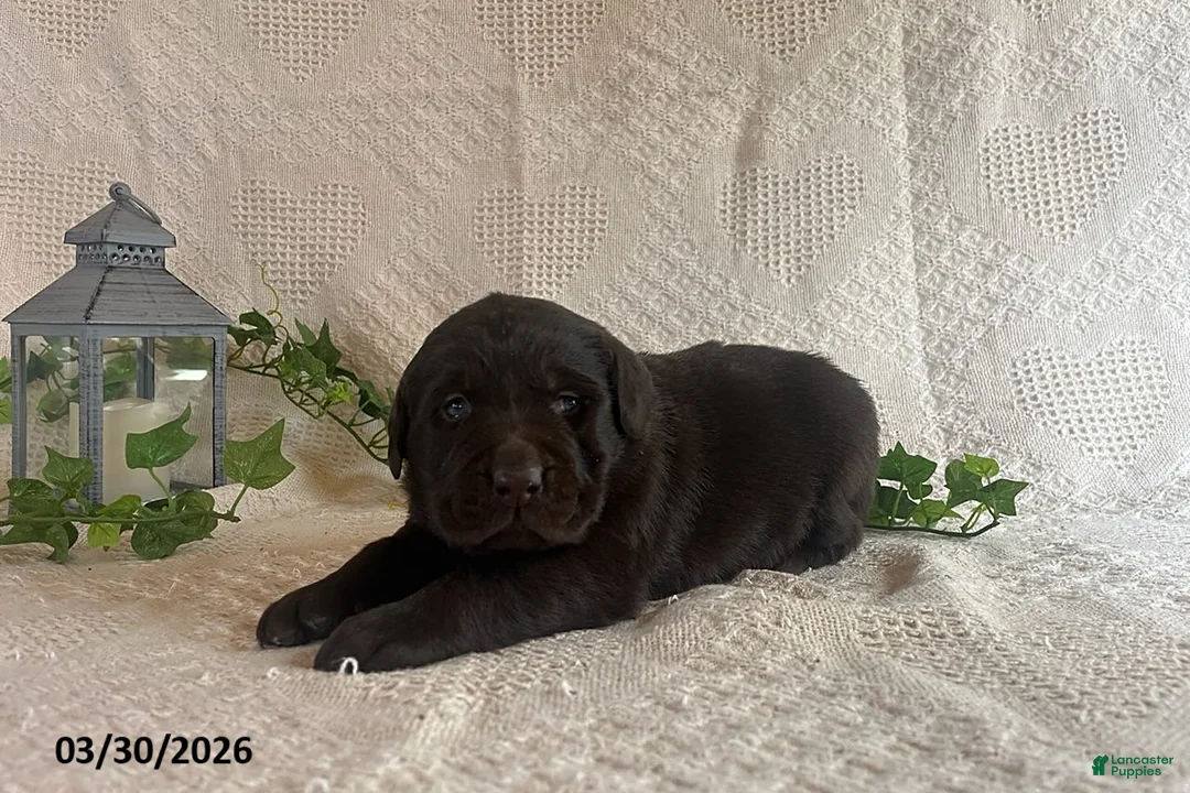 Labrador Retriever dogs for sale: Rollo - Ad 3