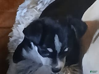 Chihuahua dogs Lacey, Chihuahua Puppy 2 - Ad 5