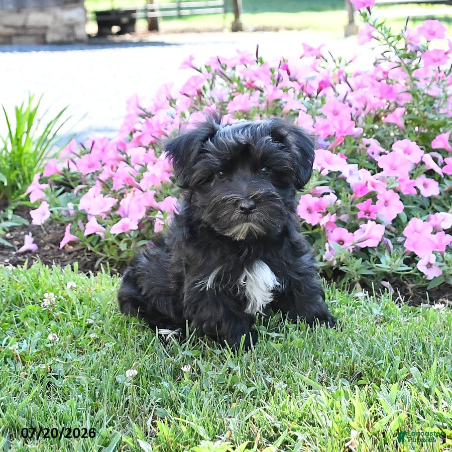 Morkie dogs Oreo - Ad 2