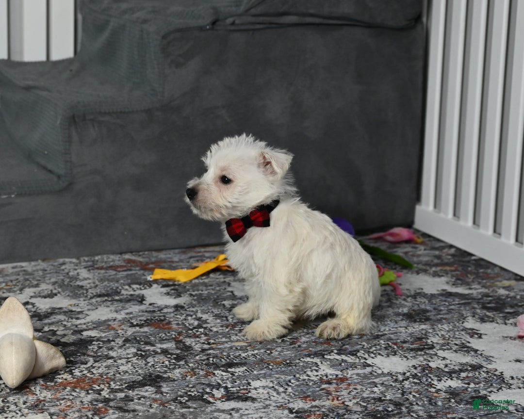 West Highland Terrier dogs for sale: Pat - Ad 1