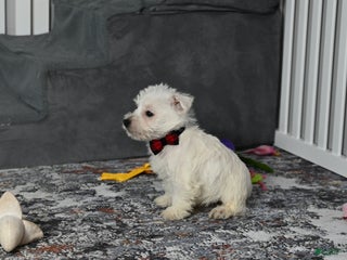 West Highland Terrier dogs Pat - Ad 18