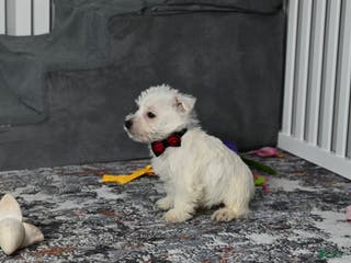 West Highland Terrier dogs Pat - Ad 20