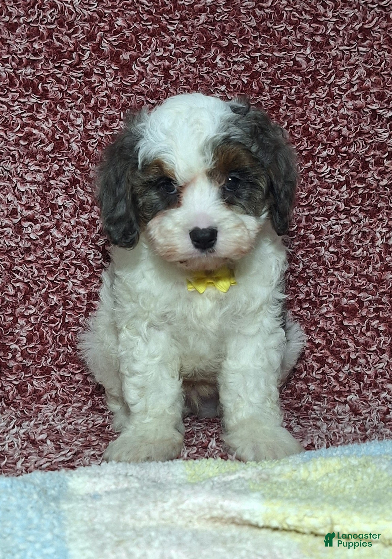 Cavapoo dogs Caleb - Ad 5