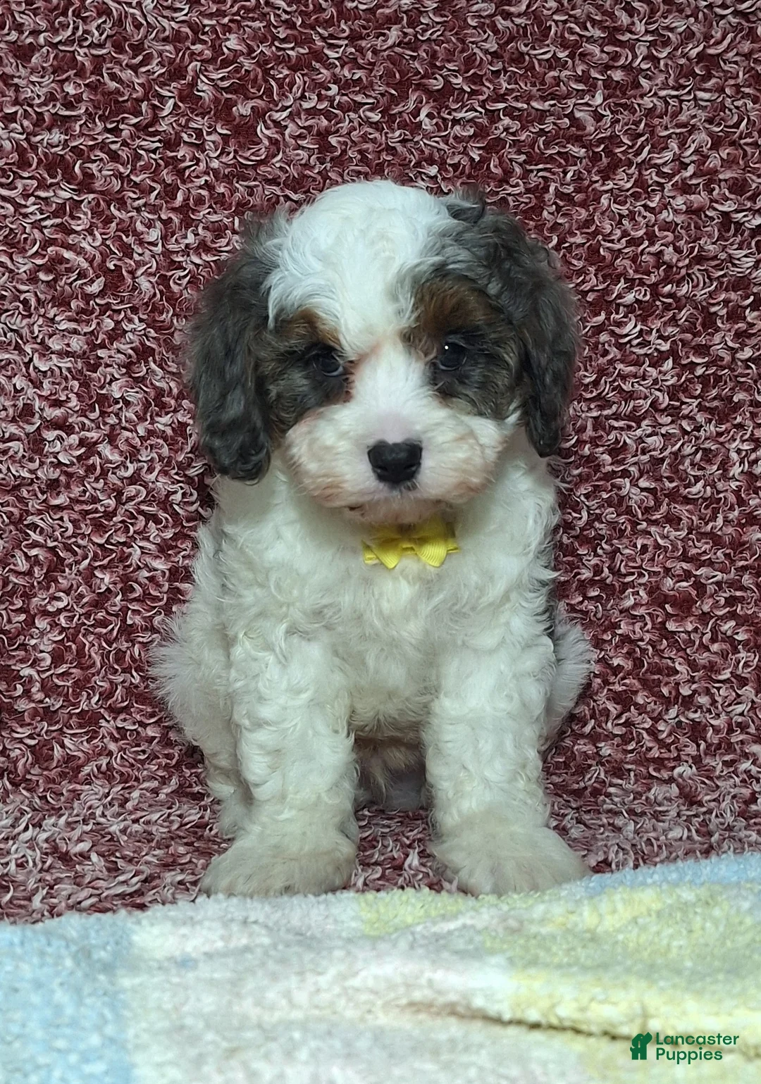 Cavapoo dogs for sale: Caleb - Ad 1