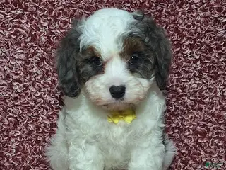 Cavapoo dogs Caleb - Ad 5