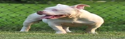 American Bully dogs for sale: American Bully 1 - Ad 2