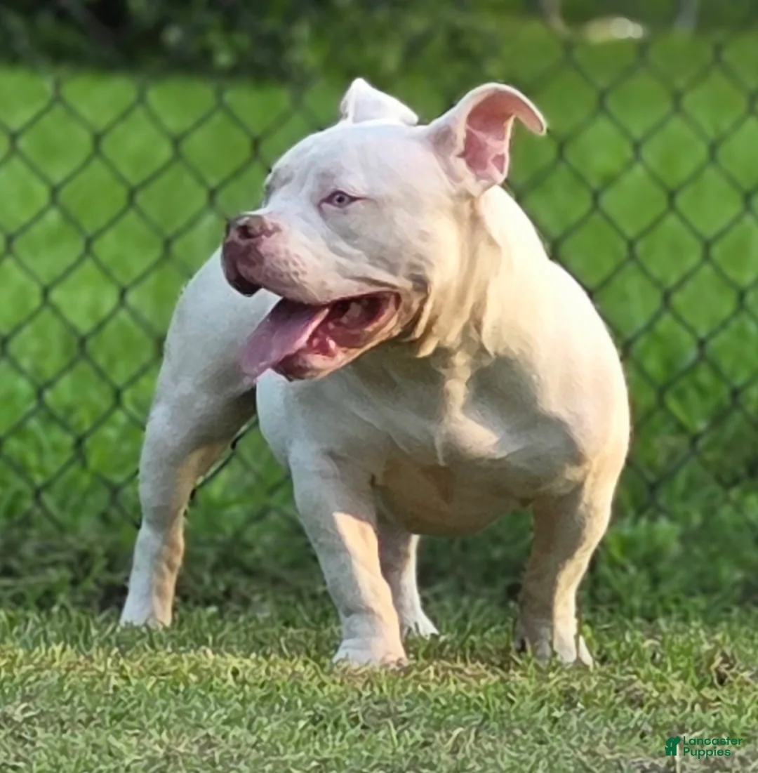 American Bully dogs for sale: American Bully 1 - Ad 2