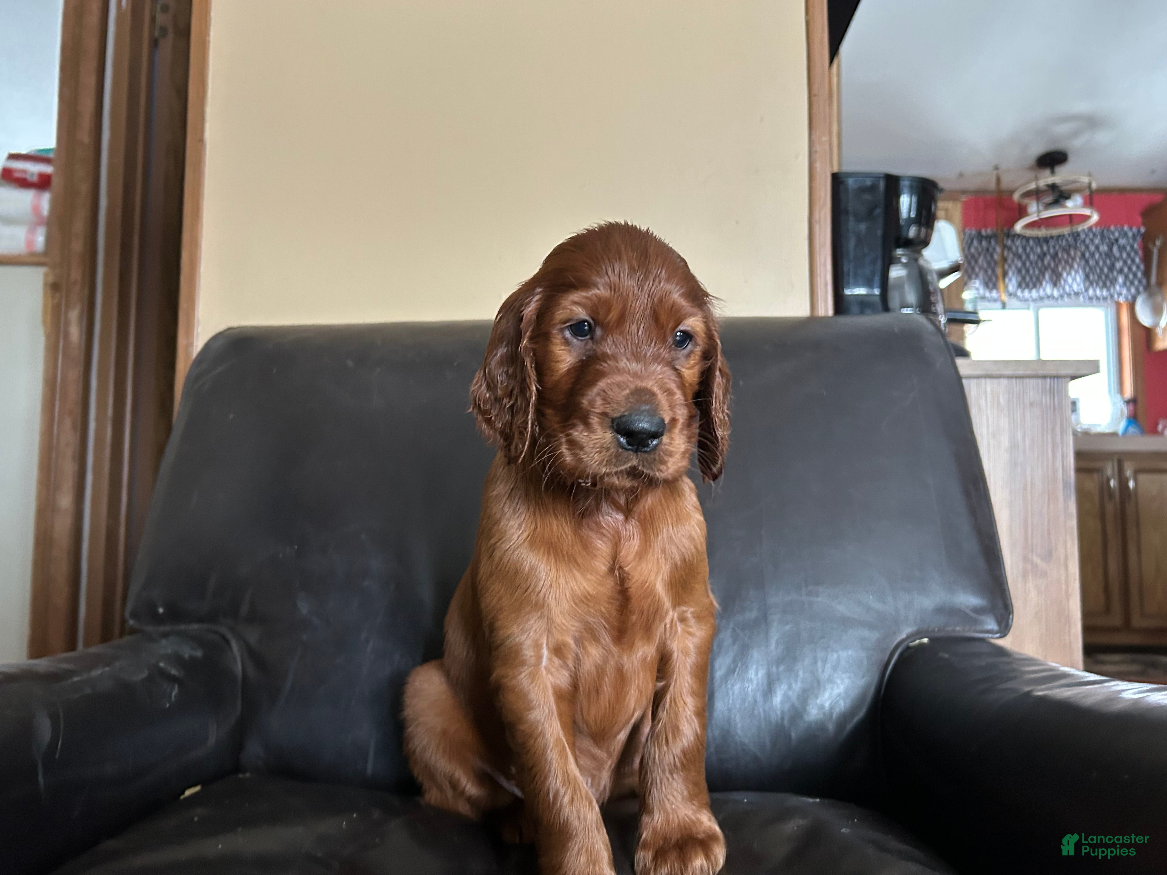 Irish Setter dogs Irish Setter Puppy 1 - Ad 9