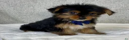 Yorkshire Terrier dogs for sale: Gunner - Ad 4