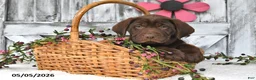 Labrador Retriever dogs for sale: Duke - Ad 3