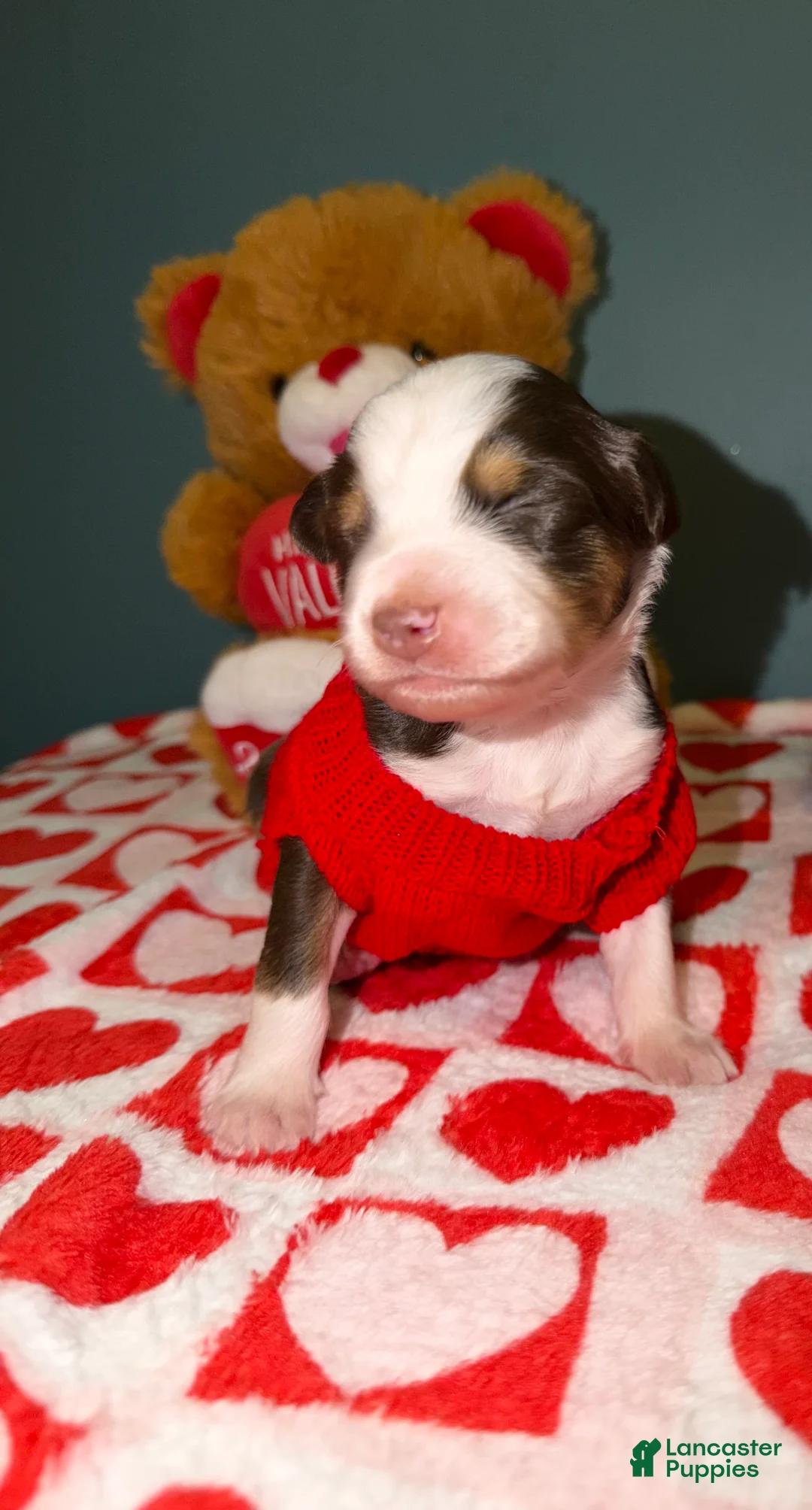 Miniature Australian Shepherd dogs for sale: Tate - Ad 1