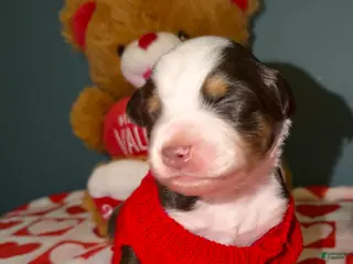 Miniature Australian Shepherd dogs Tate - Ad 4