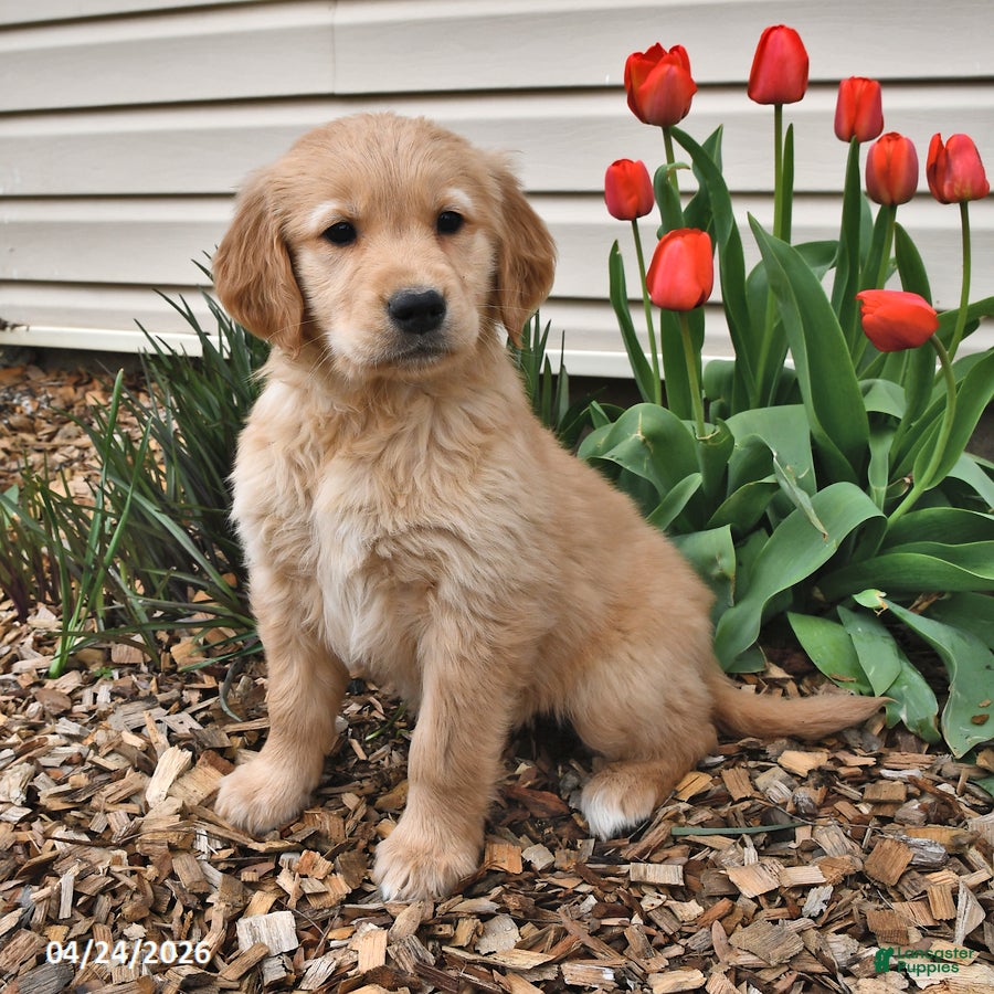 Golden Retriever dogs Maddie - Ad 1