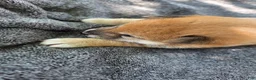 Shiba Inu dogs for sale: Betsy - Ad 11