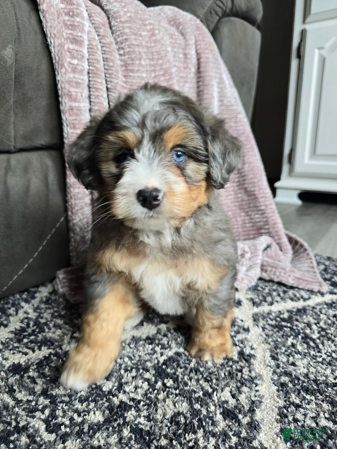 Mini Bernedoodle dogs for sale: Mini Watts - Ad 23