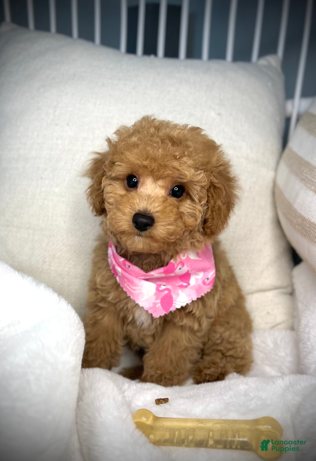 Toy Poodle dogs for sale: Toy Poodle Puppy 2 - Ad 7