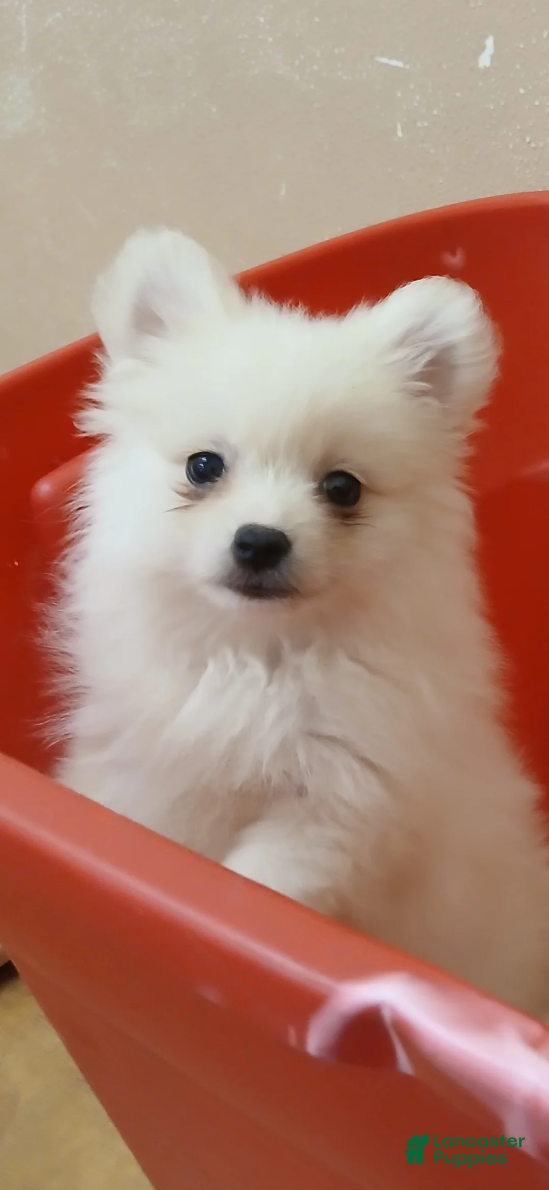 Pomeranian dogs for sale: Ghost Girl - Ad 2