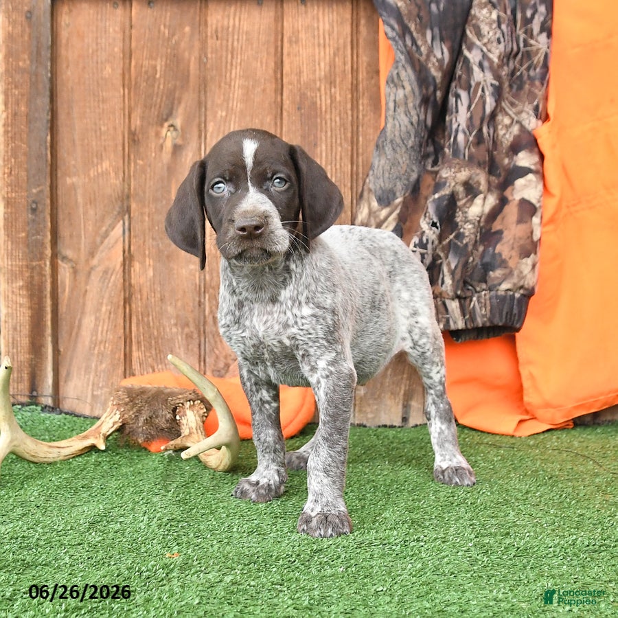 German Shorthaired Pointer dogs Shiloh - Ad 1