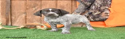 German Shorthaired Pointer dogs for sale: Shiloh - Ad 1