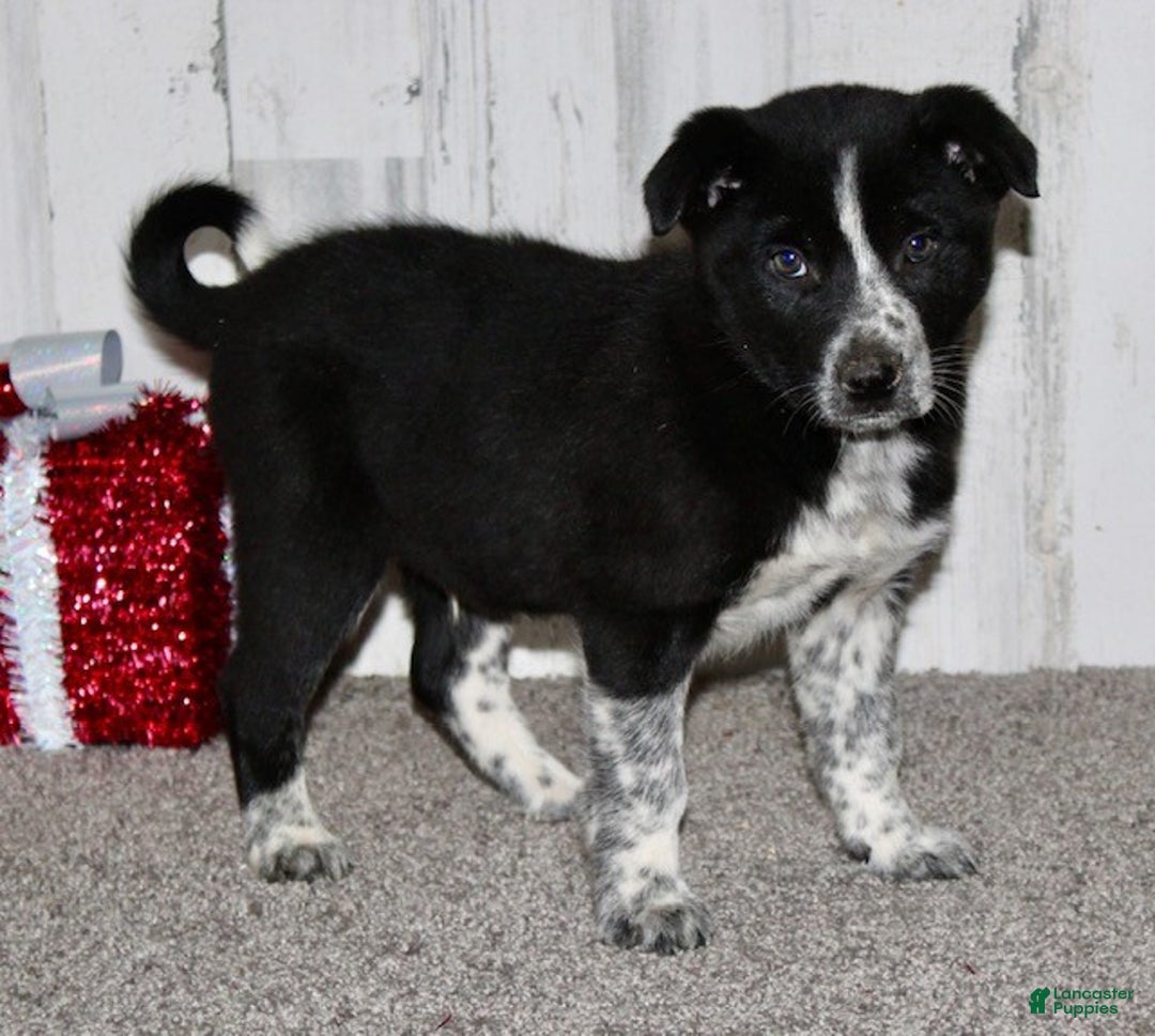 Mini Aussiedoodle dogs for sale: Mr. Jingles - Ad 5