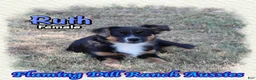 Miniature Australian Shepherd dogs for sale: Ruth - Ad 3