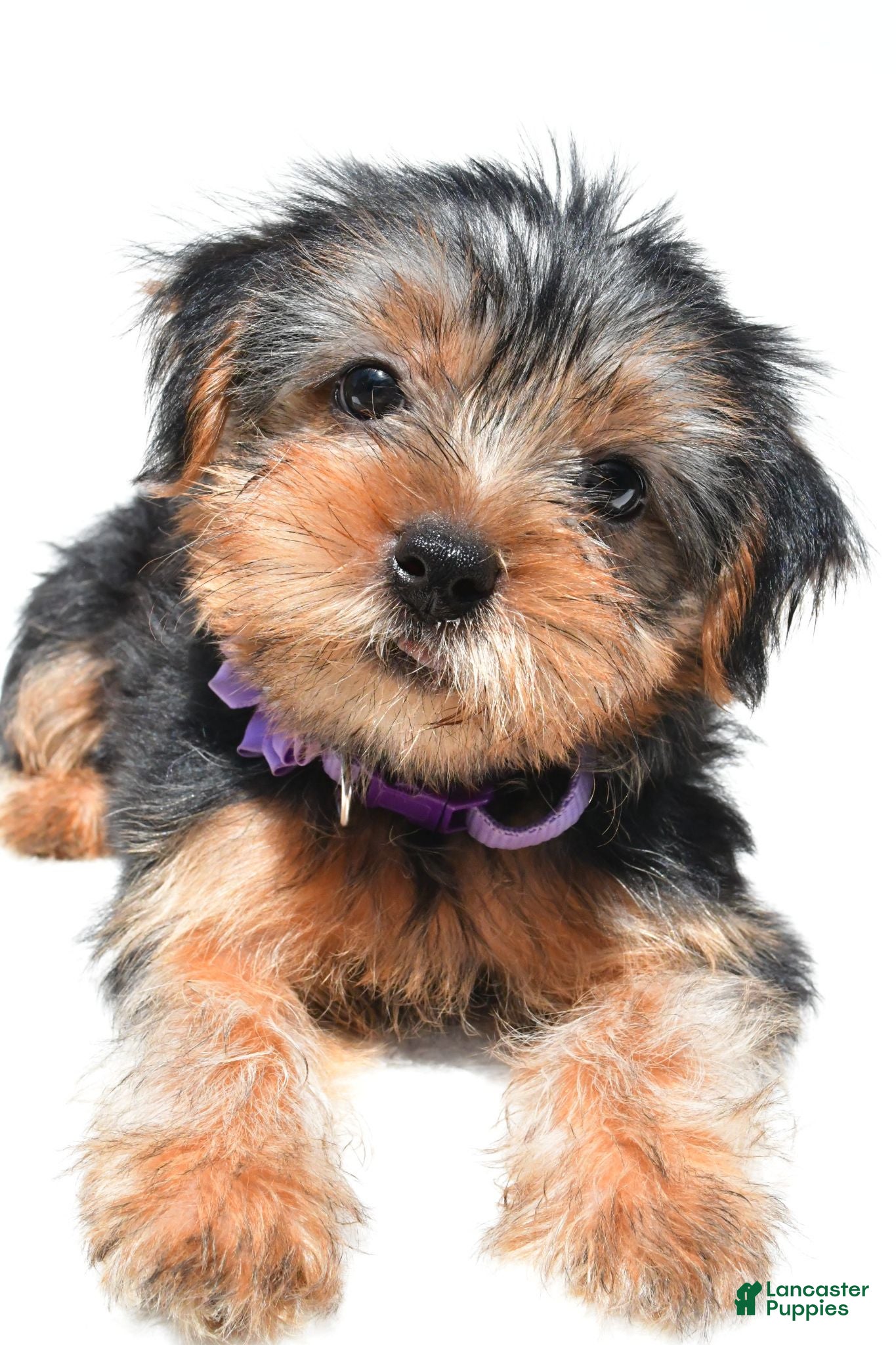 Yorkshire Terrier dogs Blossom - Ad 1