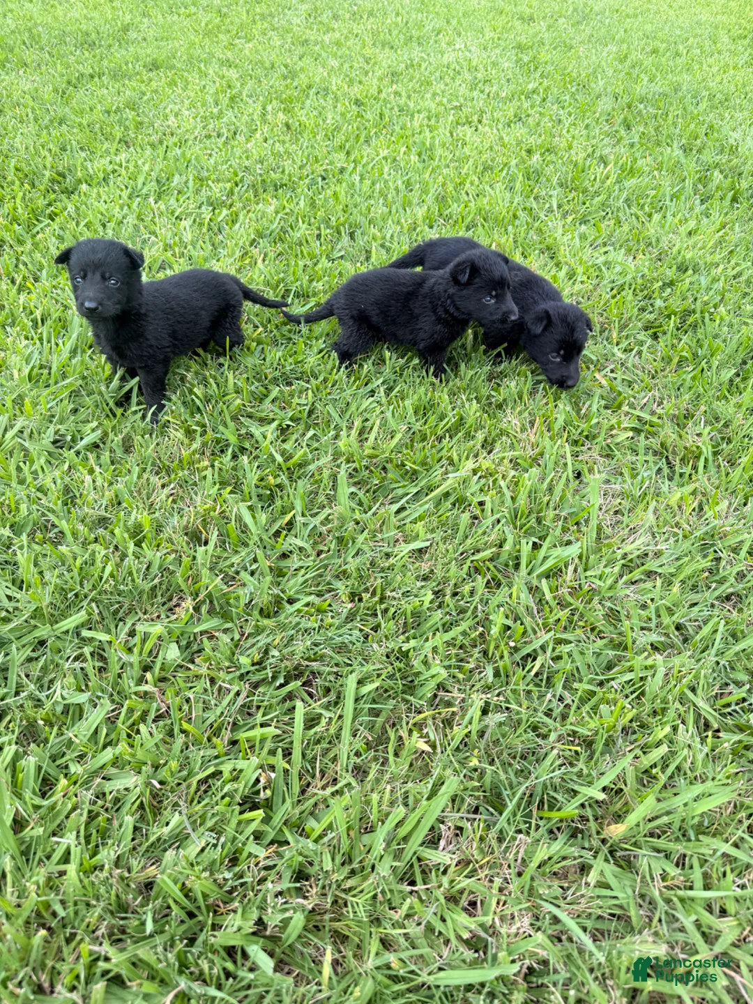 German Shepherd dogs for sale: German Shepherd Puppy 3 - Ad 5