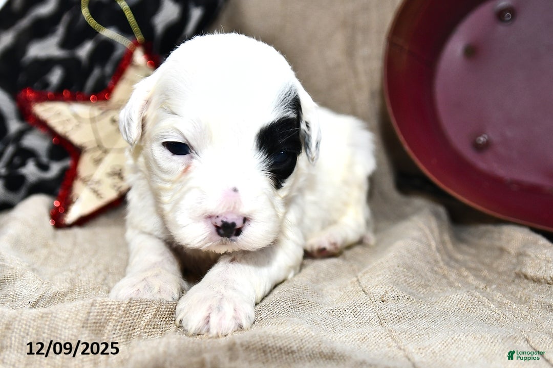 Portuguese Water Dog dogs for sale: Daisy - Ad 5