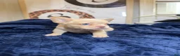 French Bulldog dogs for sale: Ghost - Ad 7