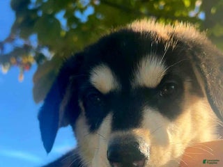 Gerberian Shepsky dogs - Ad 5