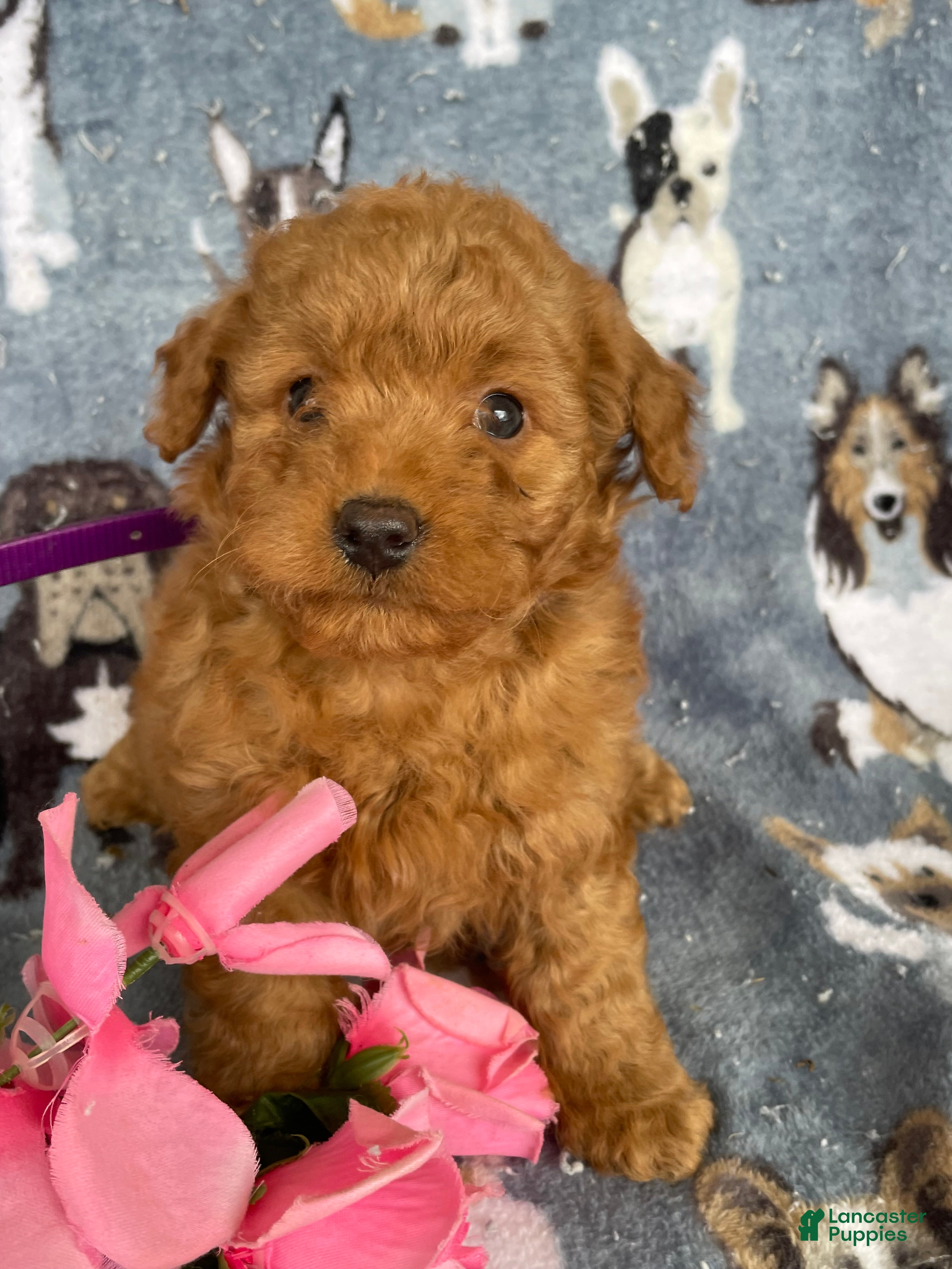 Miniature Poodle dogs Darryl - Ad 17