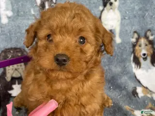 Miniature Poodle dogs Darryl - Ad 17