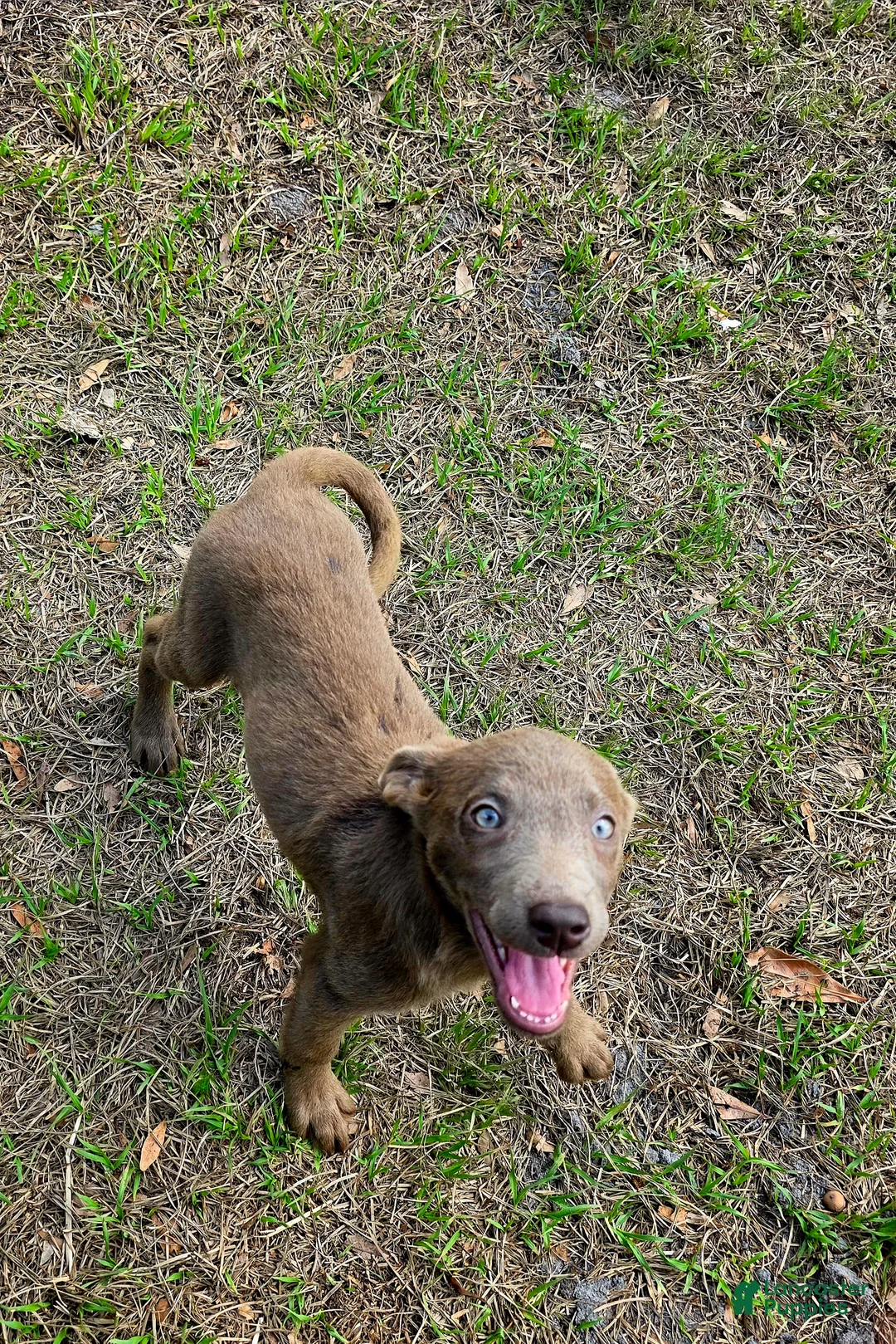 Labrador Retriever dogs for sale: Labrador Retriever channel - Ad 1