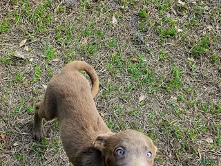 Labrador Retriever dogs for sale: Labrador Retriever channel - Ad 3