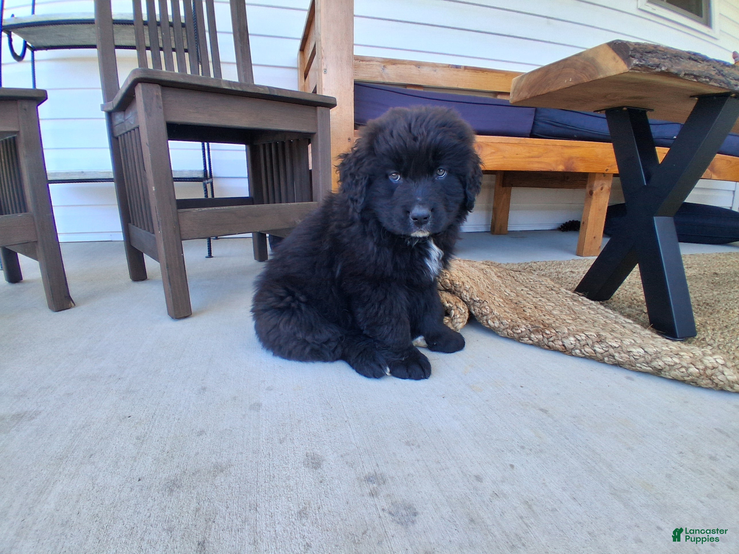 Mixed Breed dogs Rubble - Ad 1