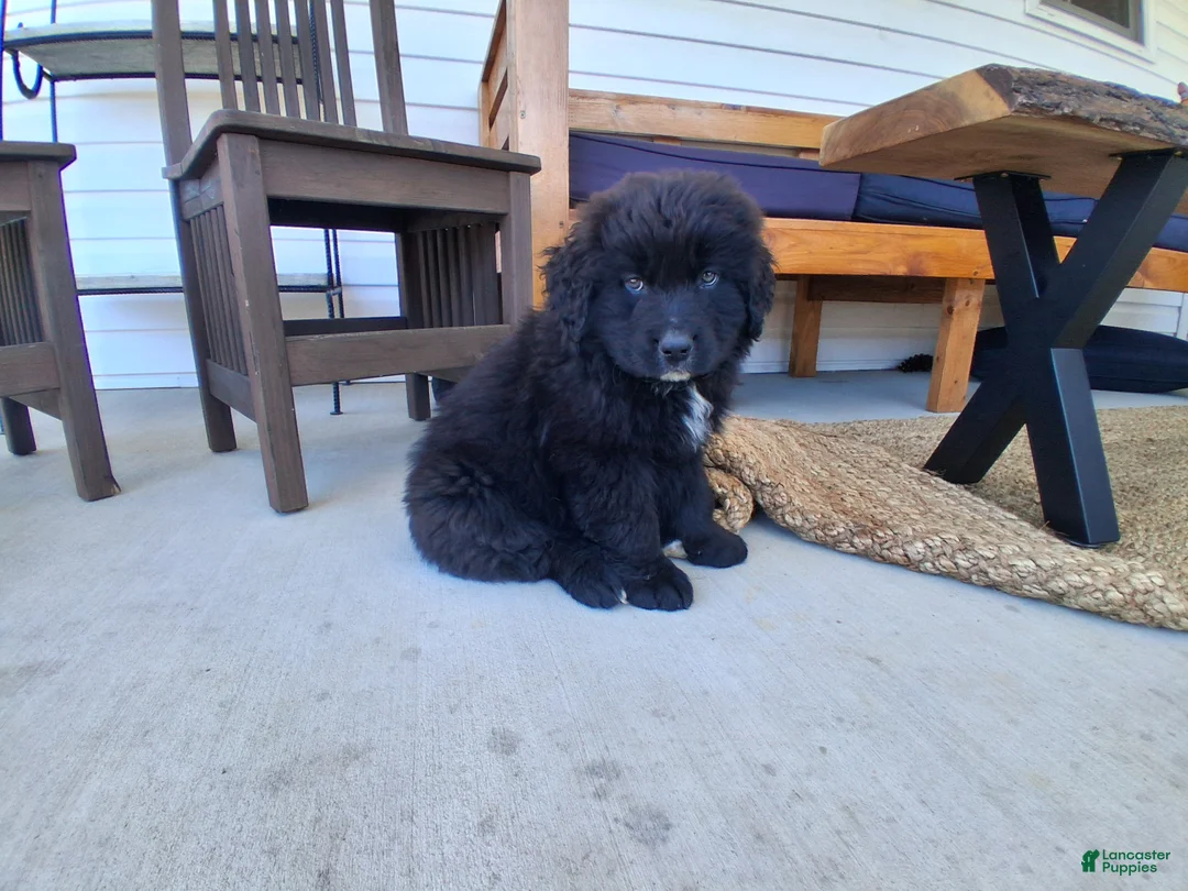 Mixed Breed dogs for sale: Rubble - Ad 1