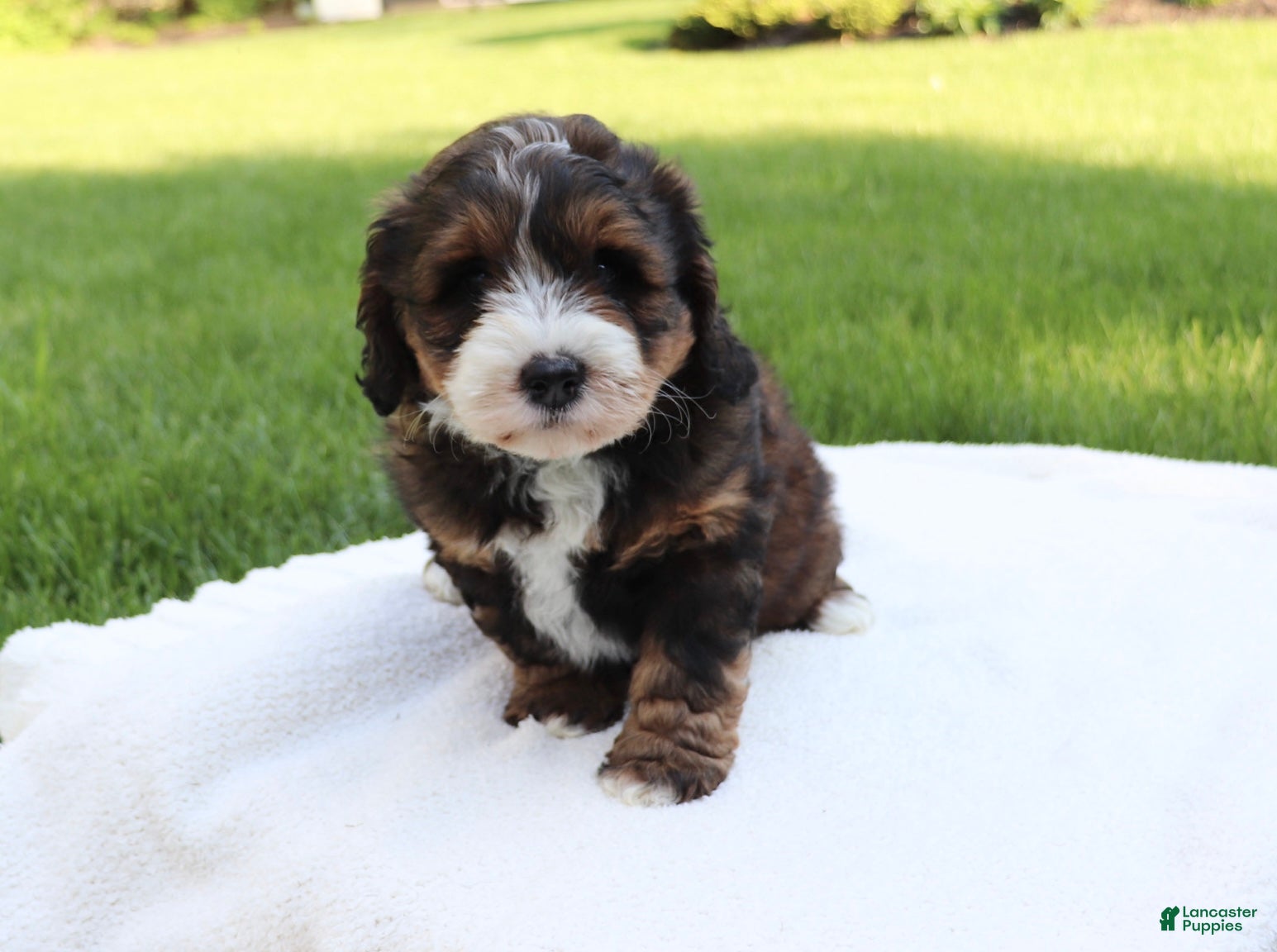 Mini Bernedoodle dogs Tiny - Ad 2